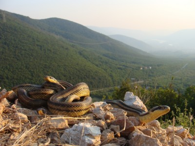 Elaphe quatuorlineata